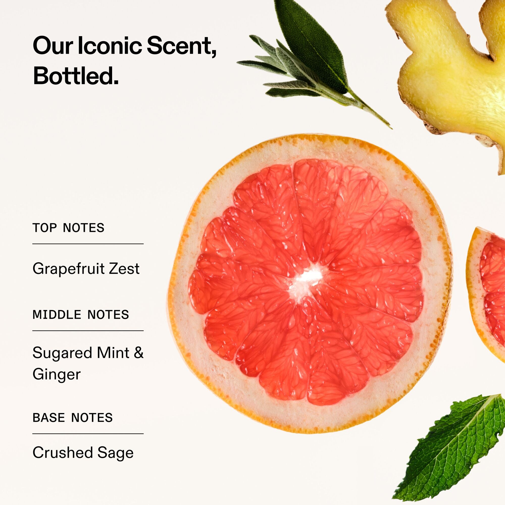 Our Iconic Scent, Bottled.
TOP NOTES
Grapefruit Zest
MIDDLE NOTES
Sugared Mint & Ginger
BASE NOTES
Crushed Sage